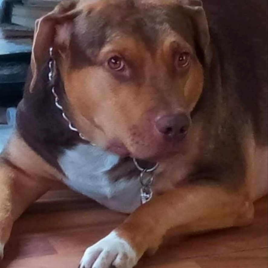 Tigger is registered to the contest to win money with this photo: accessories, animal, beagle, bulldog, canine, collar, computerhardware, dog, electronics, hardware, hound, indoors, labradorretriever, monitor, pet, pitbull, puppy, screen, snout, text