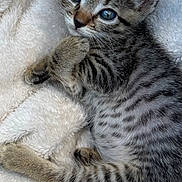 Emmie is registered to the contest to win money with this photo: kitten, tabby, cat, blue_eyes, fur, whiskers, paw, sleepy, cute, pet, animal, feline, striped, young, domestic, cozy, blanket, soft, resting, indoor
