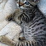 Emmie joined the competition — help win amazing prizes! kitten, tabby, cat, feline, pet, animal, cute, fluffy, striped, young, resting, laying, soft, domestic, whiskers, ears, paws, blanket, indoor, closeup