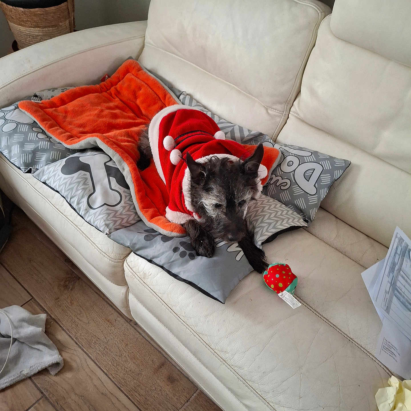 Caramel a rejoint le concours — aidez-le/la à gagner de superbes lots ! animal, architecture, blanket, building, canine, cat, couch, cushion, dog, dogbed, furniture, homedecor, indoors, interiordesign, livingroom, pet, pillow, plant, puppy, room