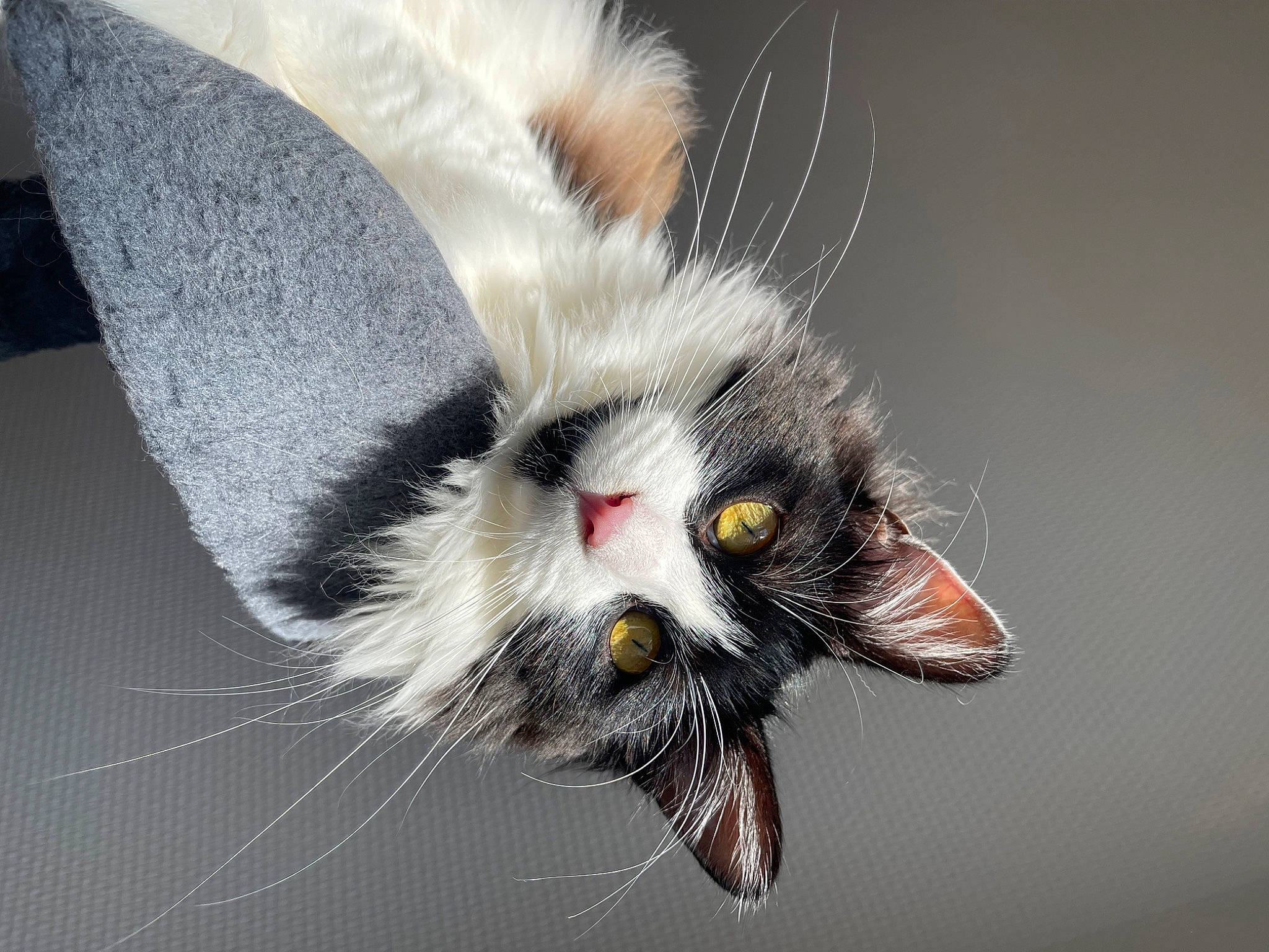 Truffe a rejoint le concours — aidez-le/la à gagner de superbes lots ! claw, domestic_short_haired_cat, fang, felidae, fur, human_body, macro_photography, paw, small_to_medium_sized_cats, snout, tail, whiskers, wildlife