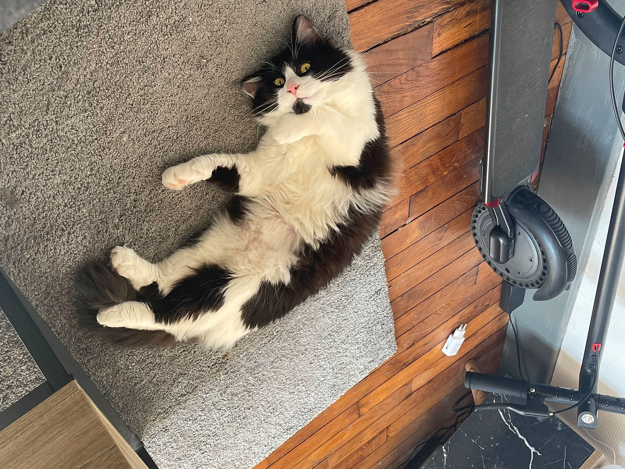 Truffe participe au concours pour gagner de l'argent avec cette photo : canidae, carnivore, cat, comfort, companion_dog, domestic_short_haired_cat, felidae, floor, flooring, fur, hardwood, laminate_flooring, paw, room, sitting, small_to_medium_sized_cats, tail, whiskers, wood, wood_flooring