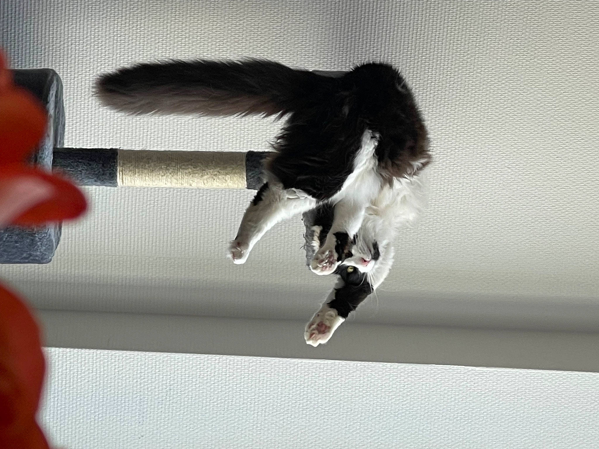 Truffe participe au concours pour gagner de l'argent avec cette photo : accipitriformes, balance, beak, bird, bird_of_prey, carmine, charadriiformes, claw, falconiformes, feather, flight, flightless_bird, fur, gesture, human_leg, seabird, tail, water_bird, wildlife, wing