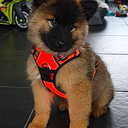 Asko a rejoint le concours — aidez-le/la à gagner de superbes lots ! puppy, dog, orange_harness, indoor, tile_floor, cute, fluffy, pet, animal, toy, living_room, head_tilt, curious, small_dog, fur, domestic, young, companion, adorable, brown