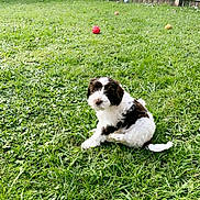 Emmy joined the competition — help win amazing prizes! puppy, dog, grass, backyard, fence, ball, outdoor, green, pet, young_dog, playing, summer, nature, animal, cute, fluffy, house, sunny, garden, canine