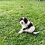 puppy, dog, grass, backyard, fence, ball, outdoor, green, pet, young_dog, playing, summer, nature, animal, cute, fluffy, house, sunny, garden, canine