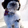 Emmy is registered to the contest to win money with this photo: puppy, dog, bow, collar, fluffy, white, black, pet, cute, sitting, fur, young, animal, indoor, portrait, small, adorable, companion, friendly, furry
