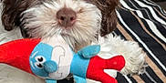 Emmy is registered to the contest to win money with this photo: dog, puppy, toy, plush_toy, curly_fur, brown_and_white, indoor, carpet, striped_rug, couch, pet, cute, animal, lying_down, close_up, playful, soft_toys, living_room, fur, domestic_animal