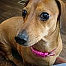 Lil Girl joined the competition — help win amazing prizes! dog, brown_dog, pet, portrait, close_up, wide_eyes, pink_collar, sitting, indoor, home, wooden_floor, dog_face, black_nose, floppy_ears, collar, toys, living_room, denim, jeans, cute