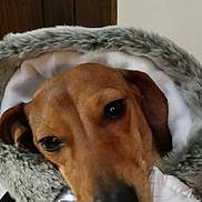Lil Girl is registered to the contest to win money with this photo: dog, puppy, pet, portrait, close_up, brown_fur, floppy_ears, black_nose, dark_eyes, silver_jacket, clothing, blanket, fuzzy, cozy, indoors, bed, wood_paneling, curious, cute, vertical_photo