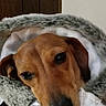 dog, puppy, pet, portrait, close_up, brown_fur, floppy_ears, black_nose, dark_eyes, silver_jacket, clothing, blanket, fuzzy, cozy, indoors, bed, wood_paneling, curious, cute, vertical_photo