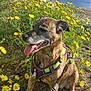 dog, brindle_coat, harness, leash, sand, yellow_flowers, beach, sea, cloudy_sky, panting, sitting, outdoor, nature, plants, coast, scenic, animal, pet, summer, daylight