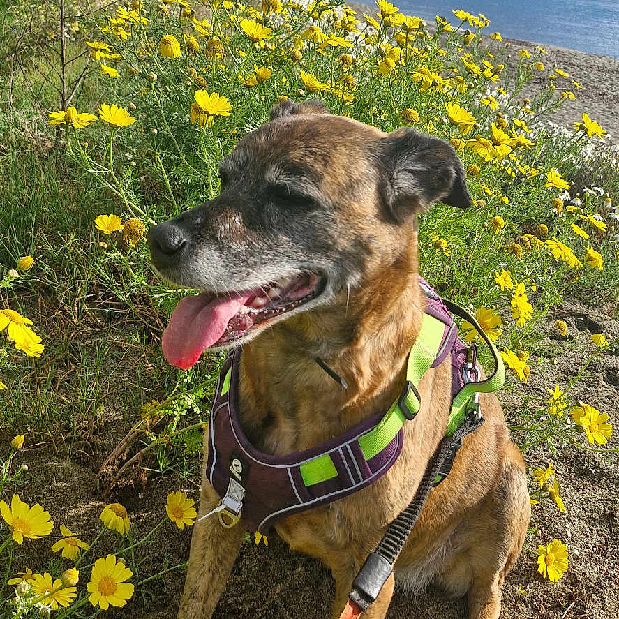 Nala participe au concours pour gagner de l'argent avec cette photo : animal, beach, brindle_coat, cloudy_sky, coast, daylight, dog, harness, leash, nature, outdoor, panting, pet, plants, sand, scenic, sea, sitting, summer, yellow_flowers