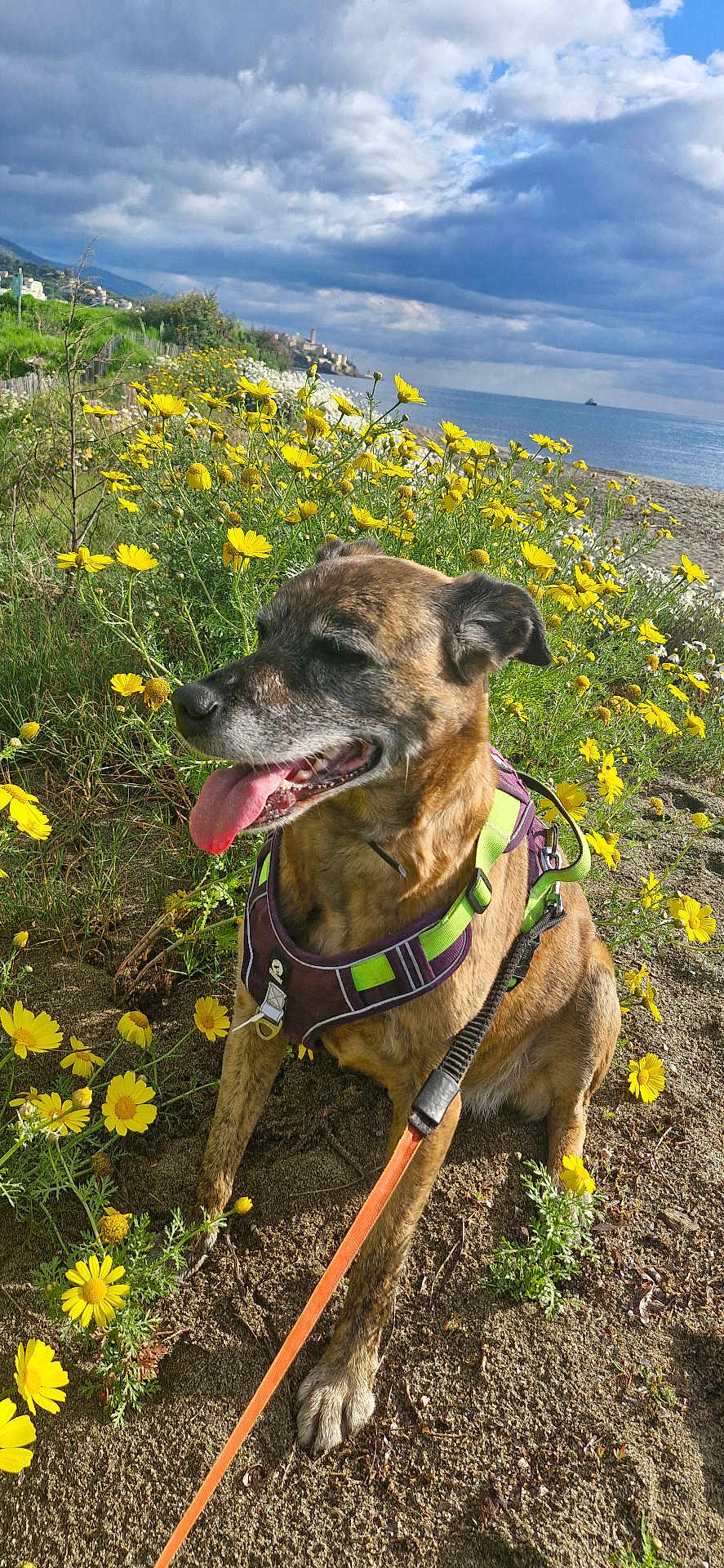 Nala participe au concours pour gagner de l'argent avec cette photo : dog, brindle_coat, harness, leash, sand, yellow_flowers, beach, sea, cloudy_sky, panting, sitting, outdoor, nature, plants, coast, scenic, animal, pet, summer, daylight