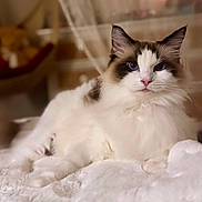 Missy joined the competition — help win amazing prizes! cat, fluffy, white, brown, blue_eyes, pet, indoor, bed, blanket, relaxed, feline, cute, soft, cozy, portrait, animal, mammal, domestic, resting, fur