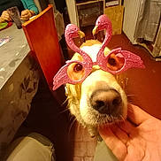 Poupsy a rejoint le concours — aidez-le/la à gagner de superbes lots ! dog, golden_retriever, pet, sunglasses, flamingo_sunglasses, glitter, closeup, portrait, funny, costume, accessory, golden_fur, snout, nose, eyes, indoors, dining_room, table, chair, hand