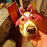 dog, golden_retriever, pet, sunglasses, flamingo_sunglasses, glitter, closeup, portrait, funny, costume, accessory, golden_fur, snout, nose, eyes, indoors, dining_room, table, chair, hand