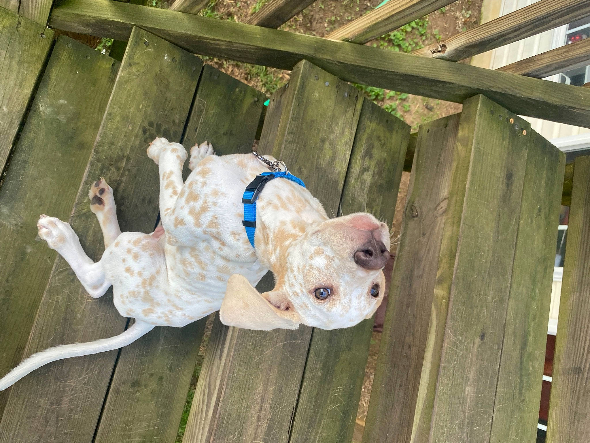 Henley is registered to the contest to win money with this photo: canidae, collar, companion_dog, dog_breed, fawn, fence, fur, grass, hardwood, line, non_sporting_group, snout, sporting_group, stuffed_toy, tail, terrestrial_animal, toy, wood, working_animal