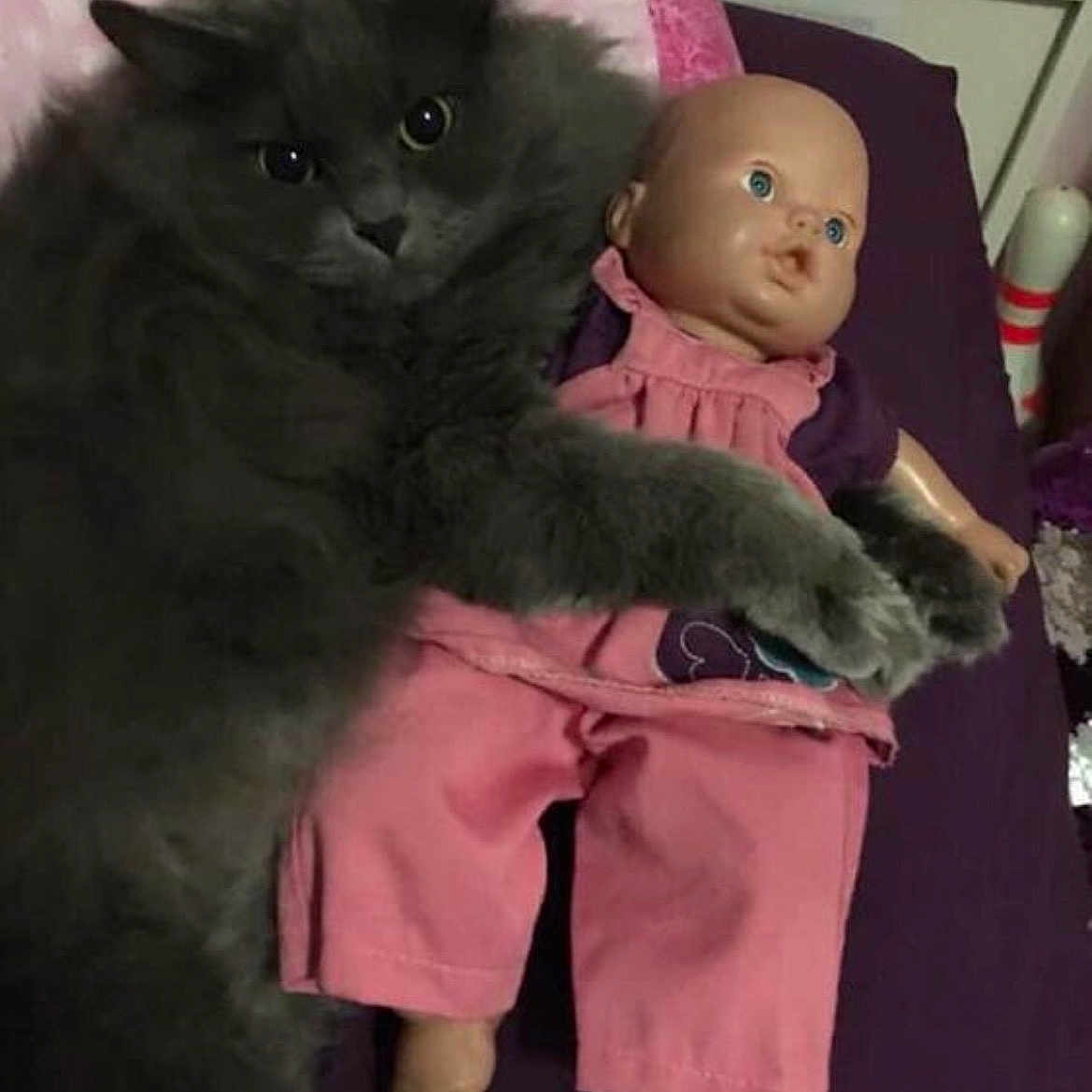 Storm Darkcloud is registered to the contest to win money with this photo: bed, blanket, cat, cuddling, doll, eyes, face, fluffy_cat, gray_cat, indoor, nightstand, pajamas, paws, pet, pink_clothing, purple_bedding, shelf, soft_toy, toy, toy_doll