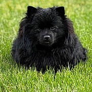 Rockybear is registered to the contest to win money with this photo: dog, black_dog, fluffy, grass, outdoor, pet, animal, nature, canine, fur, green, field, resting, portrait, cute, calm, daylight, mammal, adorable, lying_down