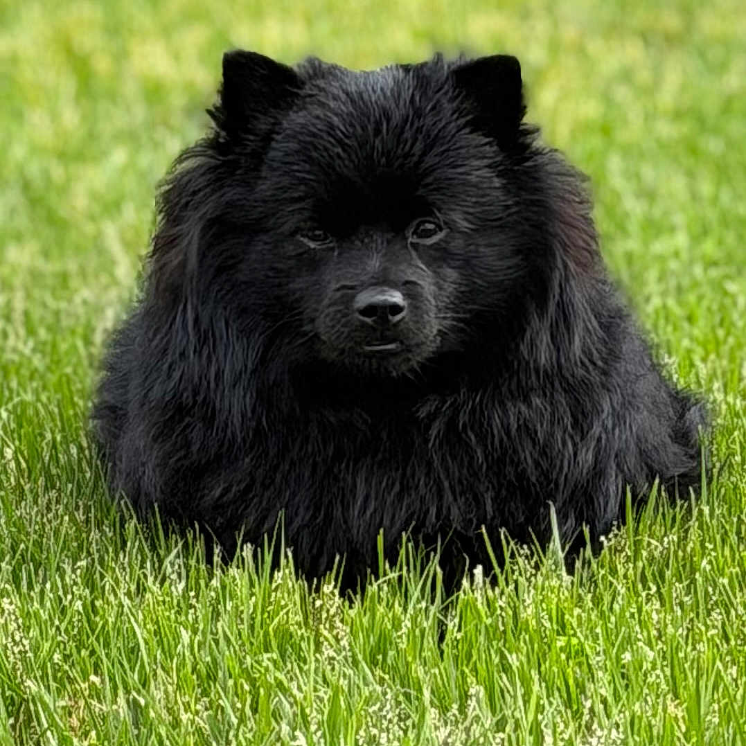 Rockybear