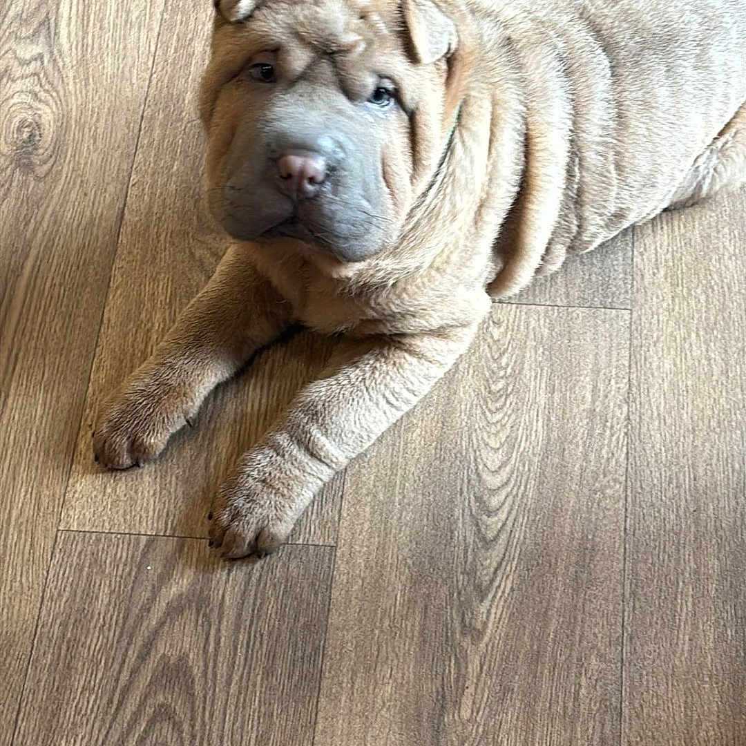 Roic joined the competition — help win amazing prizes! adorable, animal, brown_fur, calm, companion_animal, cute, dog, domestic_animal, floor, fur, indoor, looking_at_camera, lying_down, mammal, pet, puppy, shar_pei, wooden_floor, wrinkles, young