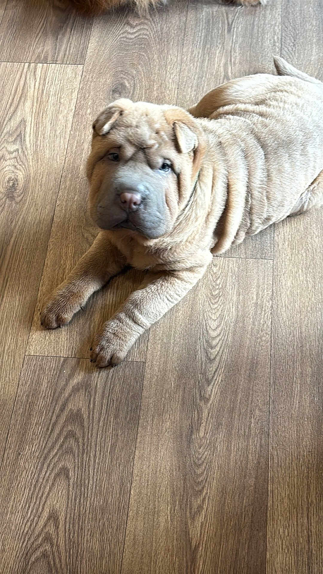 Roic joined the competition — help win amazing prizes! dog, puppy, shar_pei, wrinkles, fur, pet, animal, indoor, floor, wooden_floor, cute, lying_down, looking_at_camera, young, mammal, companion_animal, domestic_animal, brown_fur, adorable, calm