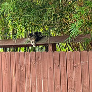 Convict is registered to the contest to win money with this photo: cat, tabby, fence, wooden_fence, bamboo, greenery, outdoor, animal, pet, nature, leaf, relaxing, resting, curious, wildlife, daylight, wood, garden, hidden, watchful