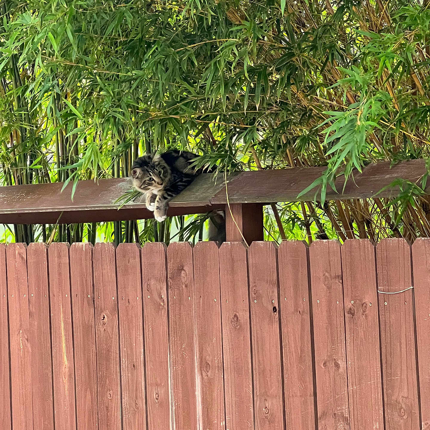 Convict is registered to the contest to win money with this photo: cat, tabby, fence, wooden_fence, bamboo, greenery, outdoor, animal, pet, nature, leaf, relaxing, resting, curious, wildlife, daylight, wood, garden, hidden, watchful
