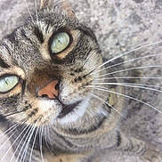 Noella participe au concours pour gagner de l'argent avec cette photo : cat, tabby, close_up, whiskers, green_eyes, curious, face, pet, animal, feline, cute, outdoor, fur, portrait, looking_up, texture, gray_background, nose, ears, young_cat