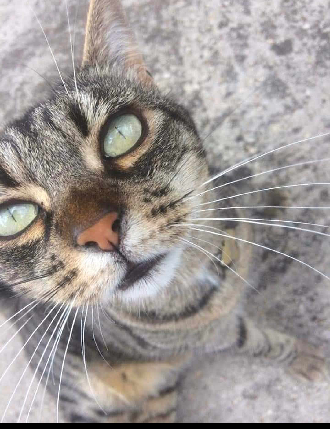 Noella participe au concours pour gagner de l'argent avec cette photo : cat, tabby, close_up, whiskers, green_eyes, curious, face, pet, animal, feline, cute, outdoor, fur, portrait, looking_up, texture, gray_background, nose, ears, young_cat