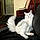 The White Cat