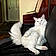 The White Cat