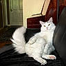 animal, black_couch, cat, couch, cozy, cute, domestic_animal, feline, fluffy_tail, fur, home, household, indoor, living_room, mammal, pet, relaxed, resting, white_cat, yellow_eyes