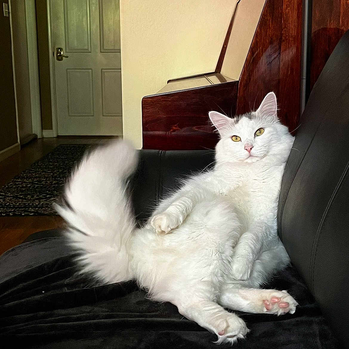 The White Cat