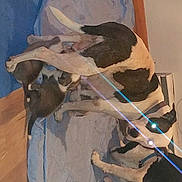 Delilah joined the competition — help win amazing prizes!