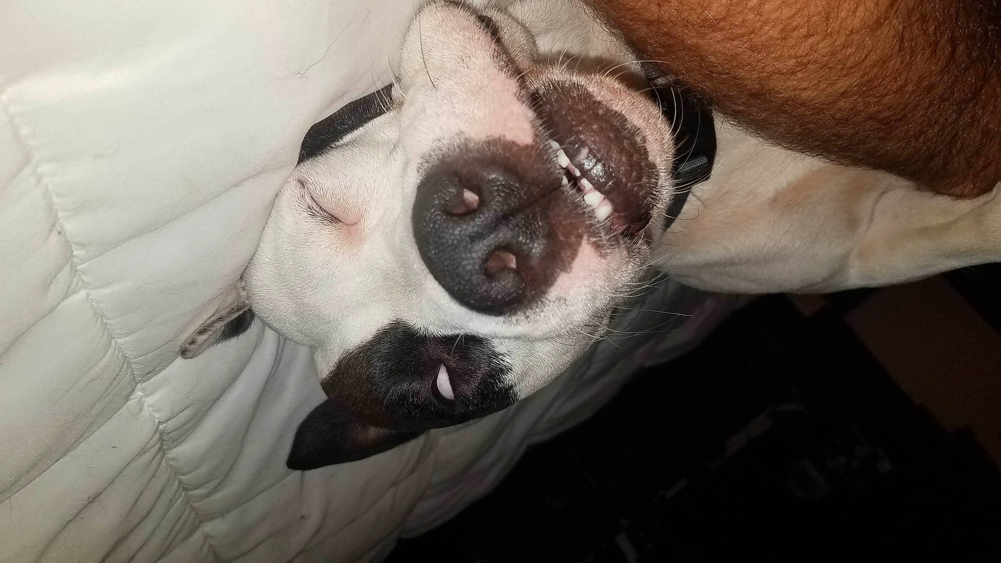 Delilah is registered to the contest to win money with this photo: boston_terrier, canidae, carnivore, dog, dog_breed, fawn, non_sporting_group, nose, paw, snout