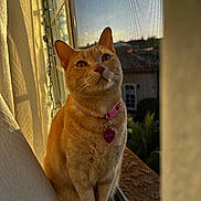 Mochi is registered to the contest to win money with this photo: cat, ginger_cat, pet, windowsill, sunlight, curtain, collar, tag, indoor, window_screen, animal, feline, portrait, domestic_cat, sitting, whiskers, ears, face, fur, daylight