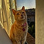 cat, ginger_cat, pet, windowsill, sunlight, curtain, collar, tag, indoor, window_screen, animal, feline, portrait, domestic_cat, sitting, whiskers, ears, face, fur, daylight