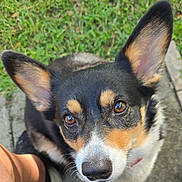 Ailani is registered to the contest to win money with this photo: animal, brown_eyes, canine, close_up, collar, concrete, cute, daylight, dog, ears, face, fur, grass, looking_up, nose, outdoor, pet, portrait, tricolor, whiskers