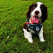 Nugget joined the competition — help win amazing prizes! puppy, dog, grass, outdoor, happy, tongue_out, pet, black_and_white, harness, playful, cute, young_dog, nature, animal, sitting, greenery, canine, fur, collar, summer