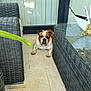 bulldog, dog, pet, animal, wicker_furniture, patio, outdoor, glass_door, vertical_blinds, reflection, person_reflection, tile_floor, brown_and_white, resting, looking_at_camera, home, plant, leaf, table, casual