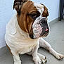 Reïko a rejoint le concours — aidez-le/la à gagner de superbes lots ! bulldog, dog, pet, animal, sitting, tongue_out, white_wall, concrete_floor, close_up, wrinkles, brown_and_white, paw, ears, outdoor, canine, cute, expression, companion, domestic_animal, portrait