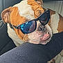 Reïko a rejoint le concours — aidez-le/la à gagner de superbes lots ! bulldog, dog, sunglasses, pet, resting, car_interior, leg, relaxed, brown_and_white, close_up, animal, companion, cute, canine, portrait, casual, funny, accessory, seat, indoor