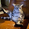 Grisette a rejoint le concours — aidez-le/la à gagner de superbes lots ! animal, cat, chair, claws, cute, ears, expression, feline, fur, household, indoor, leather_chair, paw, pet, relaxed, sitting, stretching, tabby_cat, tabby_pattern, whiskers