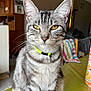cat, tabby_cat, pet, indoor, table, green_tablecloth, yellow_eyes, collar, feline, whiskers, fur, striped, domestic_animal, sitting, closeup, portrait, household, furniture, knitted_blanket, wooden_chair