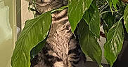 Grisette participe au concours pour gagner de l'argent avec cette photo : black_surface, cat, curious, feline, green_leaves, hiding, houseplant, indoor, indoor_plant, leaf, nature, paws, pet, plant_pot, shadow, sitting, striped_fur, tabby_cat, whiskers, white_tile_wall