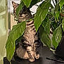 Grisette participe au concours pour gagner de l'argent avec cette photo : cat, tabby_cat, green_leaves, indoor_plant, plant_pot, black_surface, white_tile_wall, curious, sitting, feline, pet, houseplant, indoor, striped_fur, whiskers, paws, shadow, nature, leaf, hiding