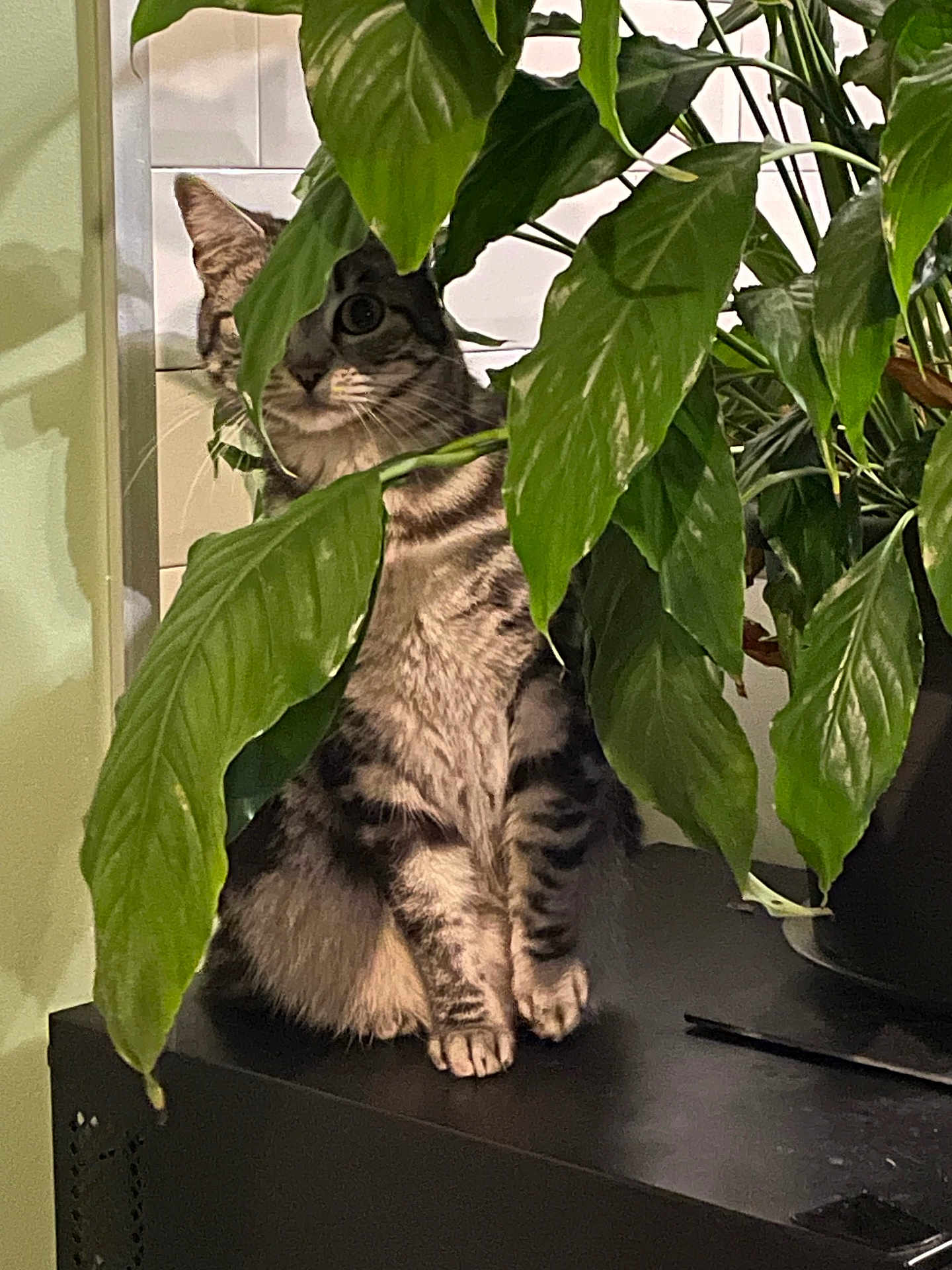 Grisette participe au concours pour gagner de l'argent avec cette photo : cat, tabby_cat, green_leaves, indoor_plant, plant_pot, black_surface, white_tile_wall, curious, sitting, feline, pet, houseplant, indoor, striped_fur, whiskers, paws, shadow, nature, leaf, hiding
