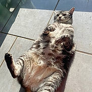 Grisette a rejoint le concours — aidez-le/la à gagner de superbes lots ! animal, cat, cute, domestic_animal, feline, floor, fluffy, fur, indoor, lying_down, mammal, paw, pet, relaxed, resting, shadow, sunlight, tabby, tile, whiskers